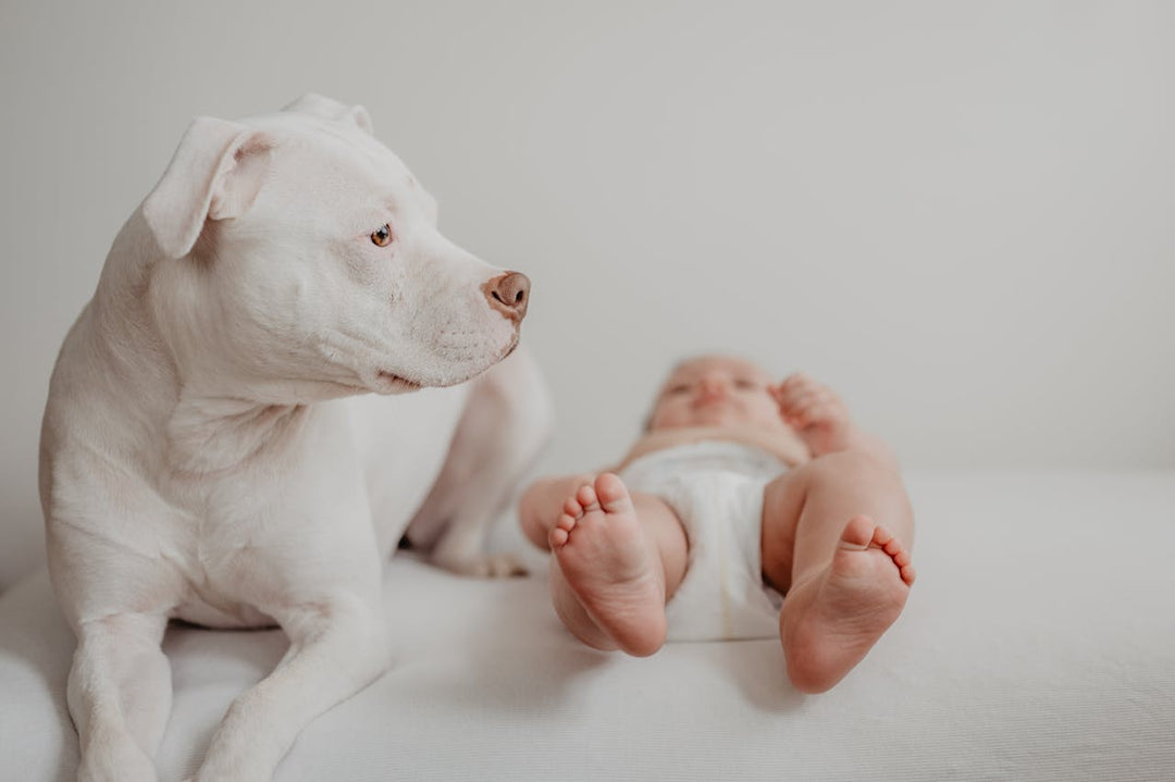Baby Mats and Pet-Friendly Homes: Creating Safe Spaces